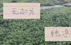 半程未扣分纯净积分榜 不扣分申花也是挤进前5豪门