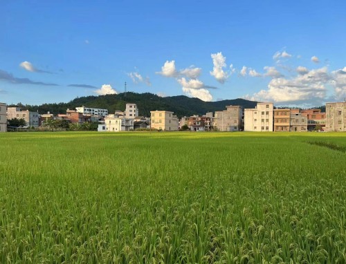 尼斯最值得一游的历史景点有哪些？,法国问题,马尔代夫旅游